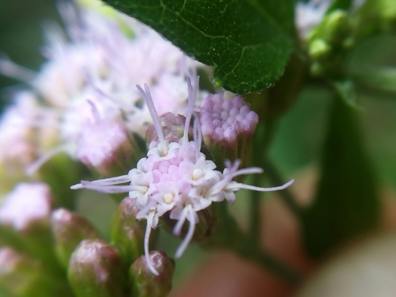 Fleischmannia porphyranthema photo 6