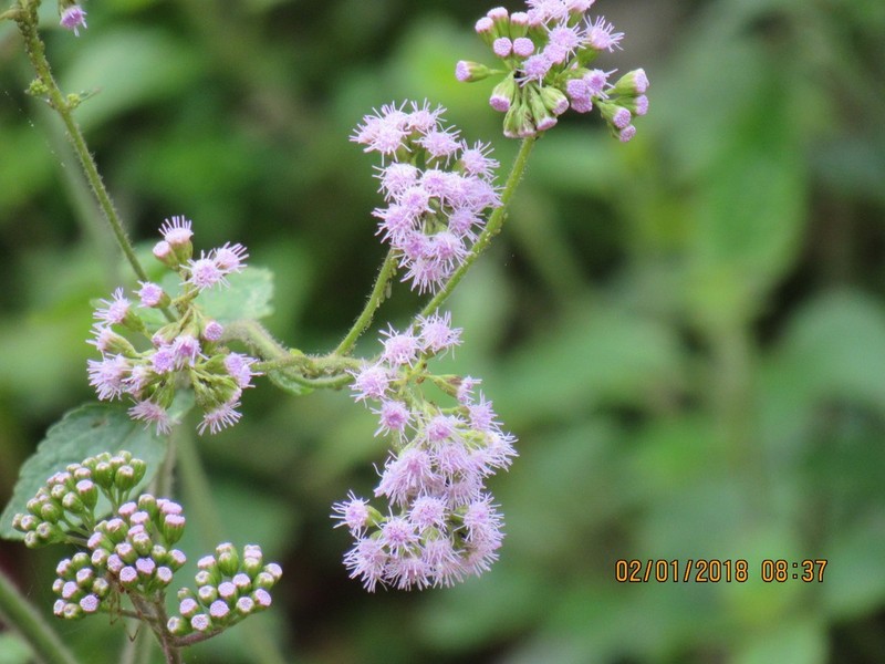 Fleischmannia porphyranthema photo 8
