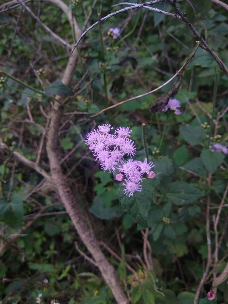 Fleischmannia prasiifolia