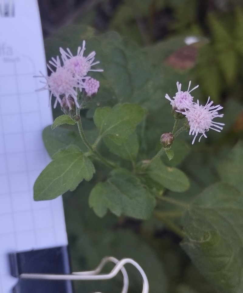 Fleischmannia prasiifolia photo 2