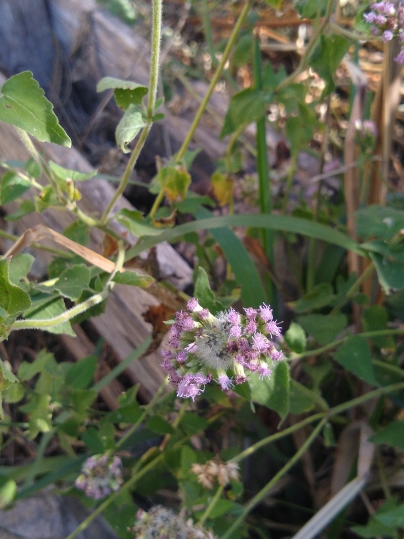 Fleischmannia prasiifolia photo 3