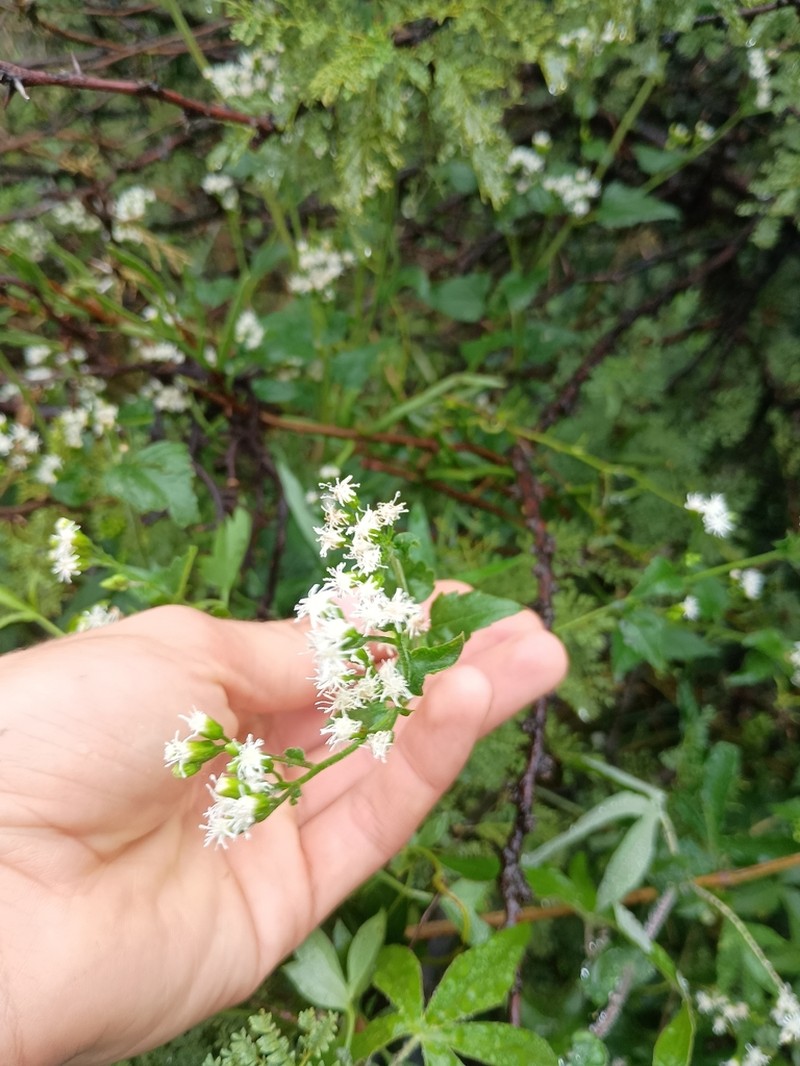 Fleischmannia prasiifolia photo 4