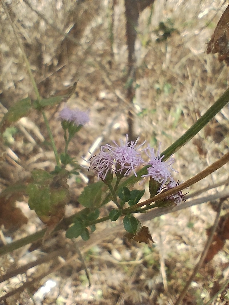 Fleischmannia prasiifolia photo 5