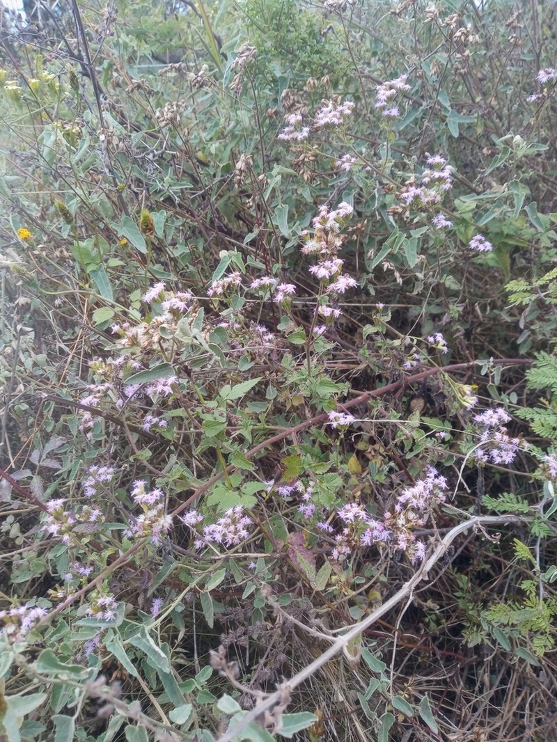 Fleischmannia prasiifolia photo 6