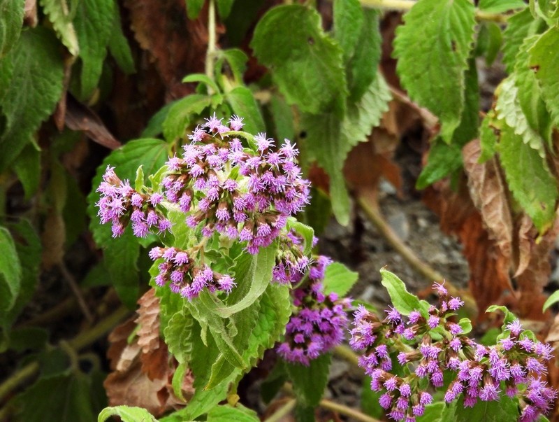Fleischmannia prasiifolia photo 7
