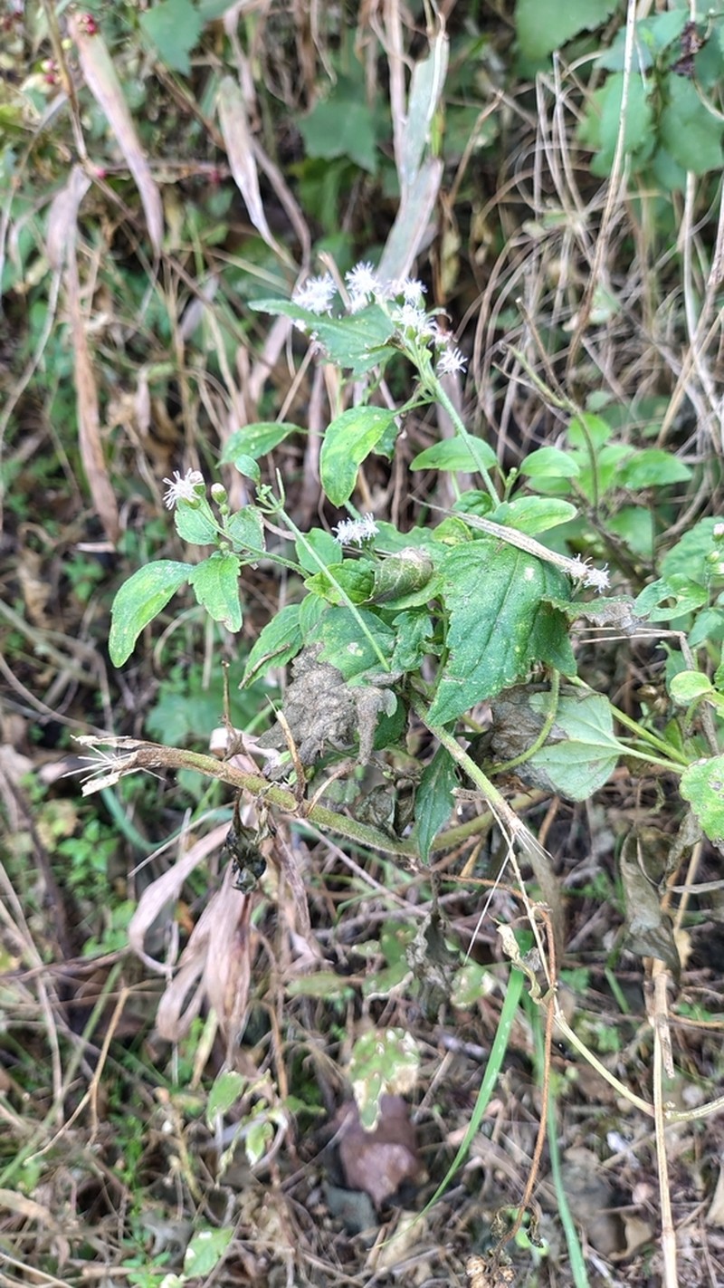 Fleischmannia prasiifolia photo 8