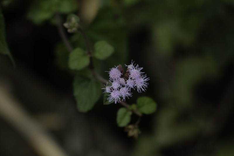 Fleischmannia pratensis