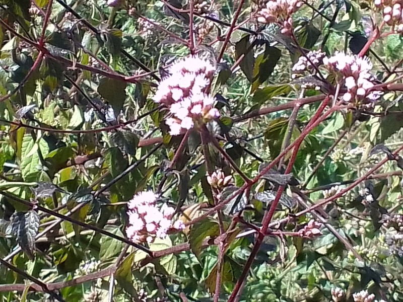Fleischmannia pratensis photo 2