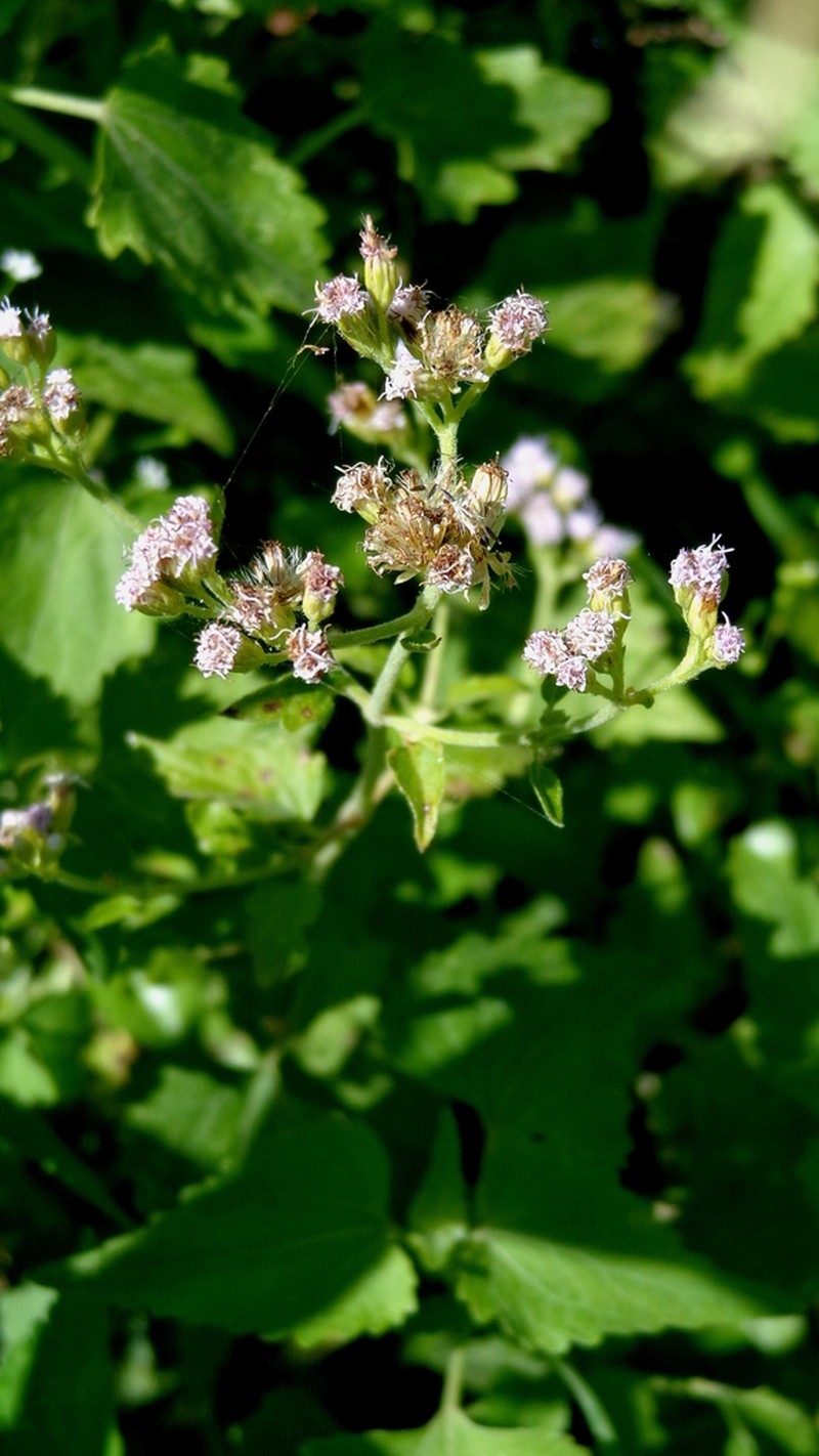 Fleischmannia pratensis photo 3