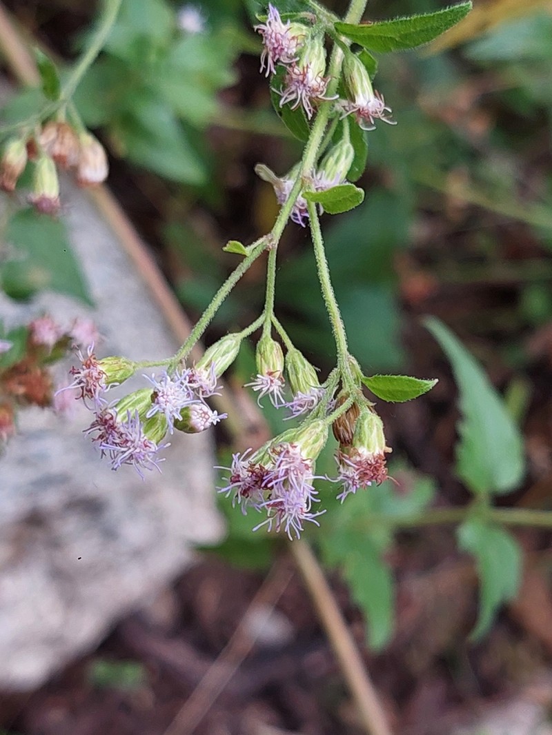 Fleischmannia pratensis photo 4
