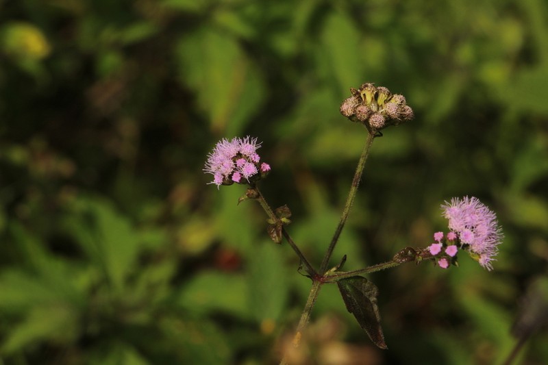 Fleischmannia pratensis photo 5