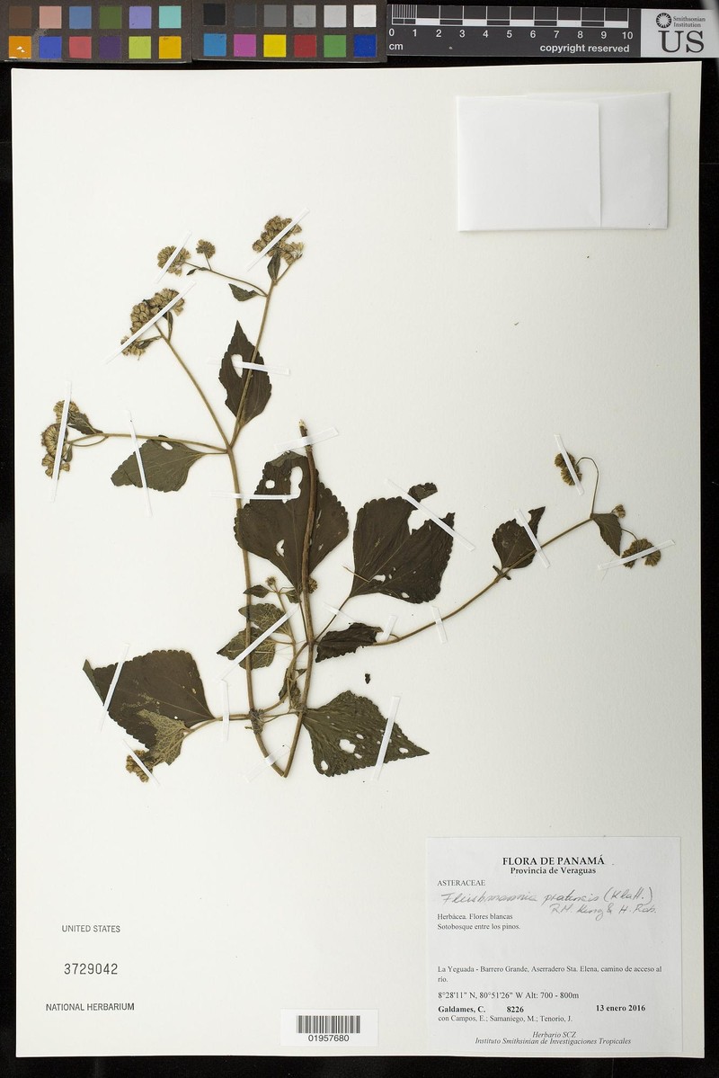 Fleischmannia pratensis photo 6
