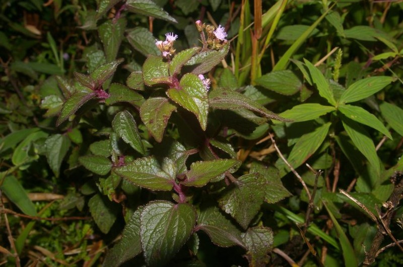 Fleischmannia pratensis photo 7