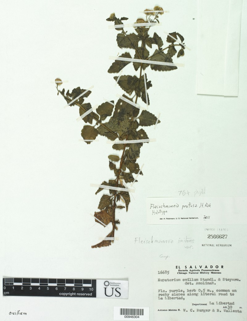 Fleischmannia profusa
