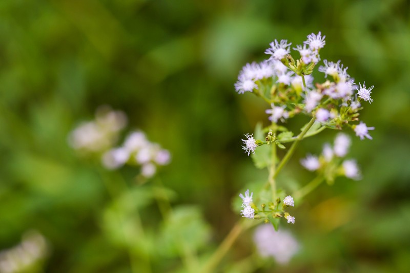 Lavender Thoroughwort
