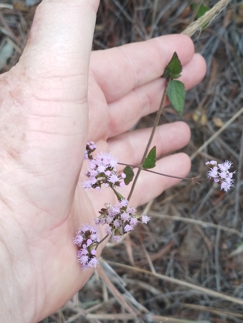 Lavender Thoroughwort