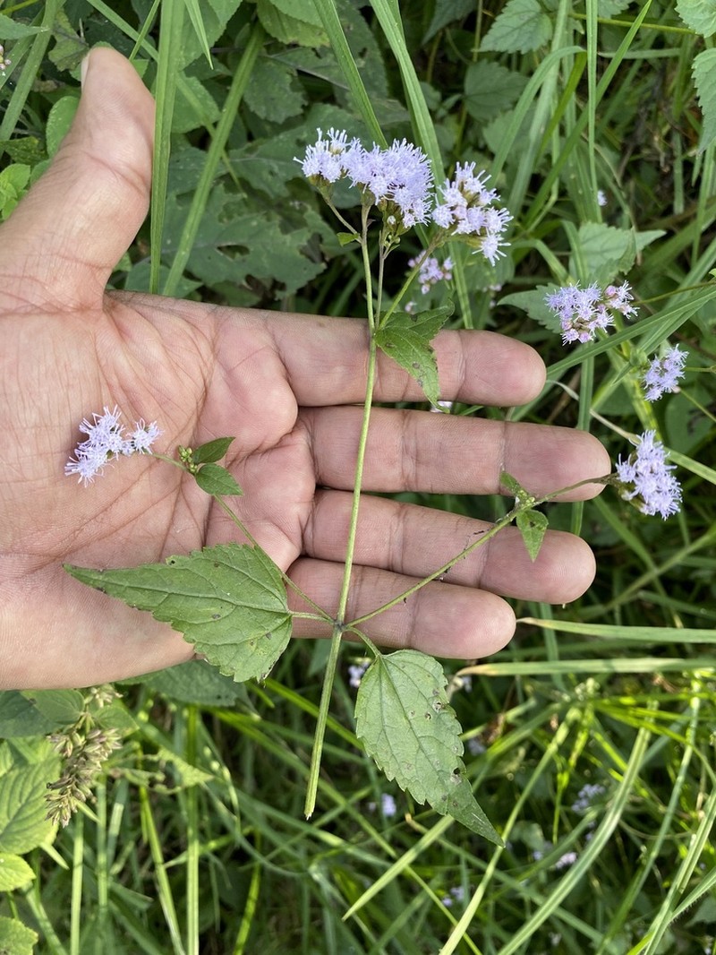 Lavender Thoroughwort photo 2