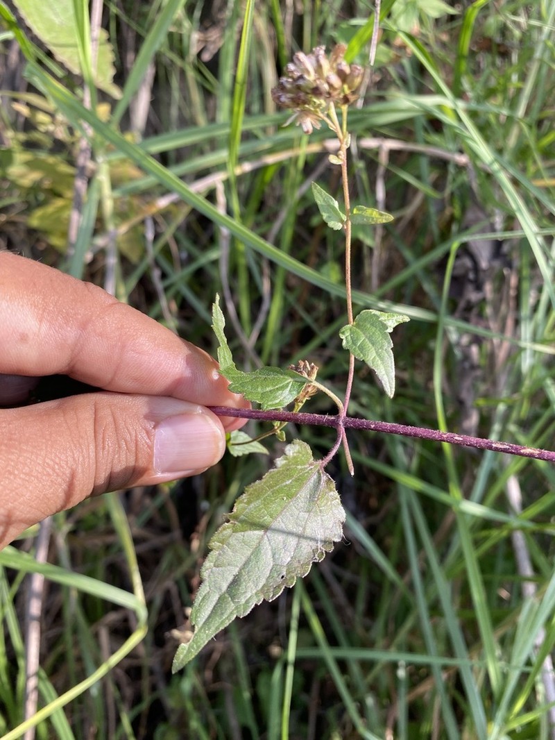 Lavender Thoroughwort photo 3