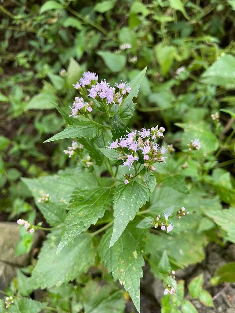 Lavender Thoroughwort photo 4
