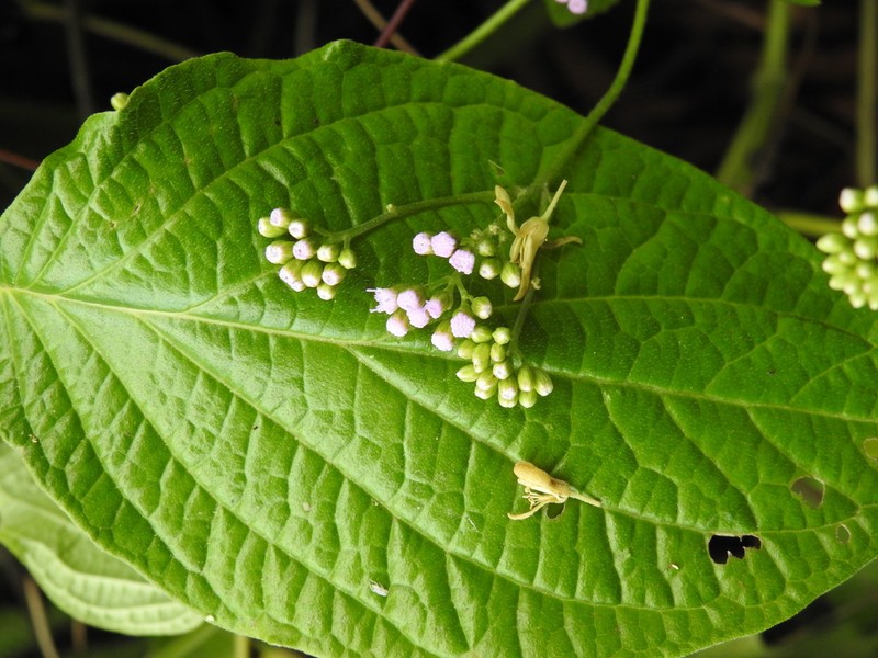 Lavender Thoroughwort photo 5