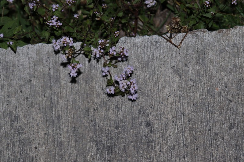 Lavender Thoroughwort photo 6