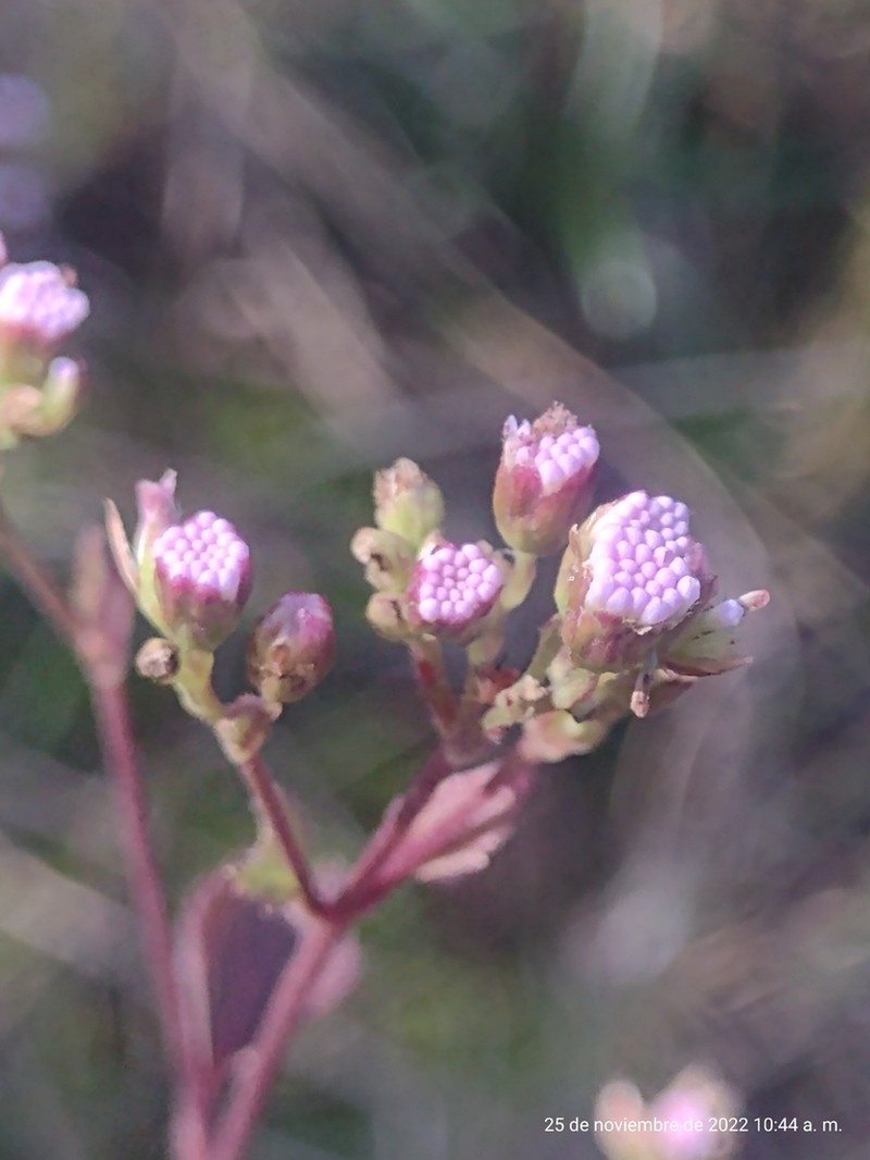 Lavender Thoroughwort photo 7