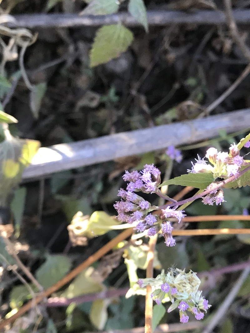 Lavender Thoroughwort photo 8