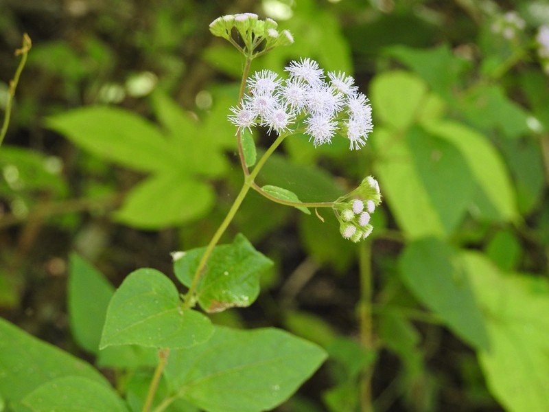 Fleischmannia pycnocephaloides photo 2