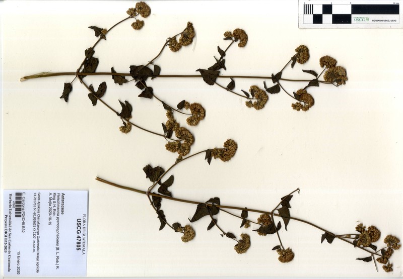 Fleischmannia pycnocephaloides photo 3
