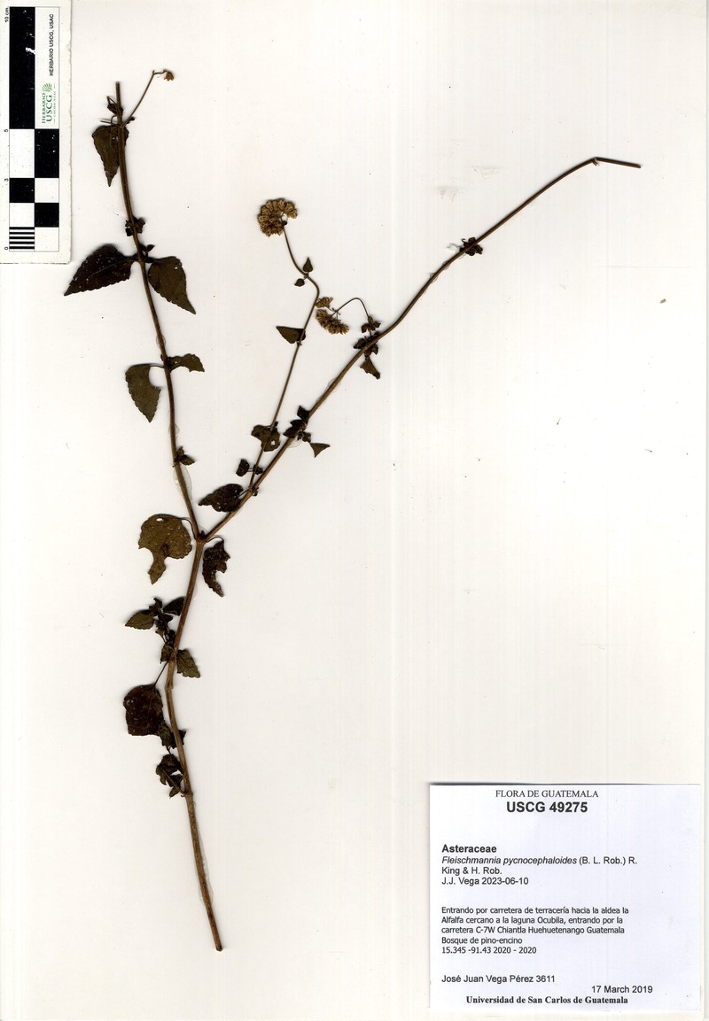 Fleischmannia pycnocephaloides photo 4