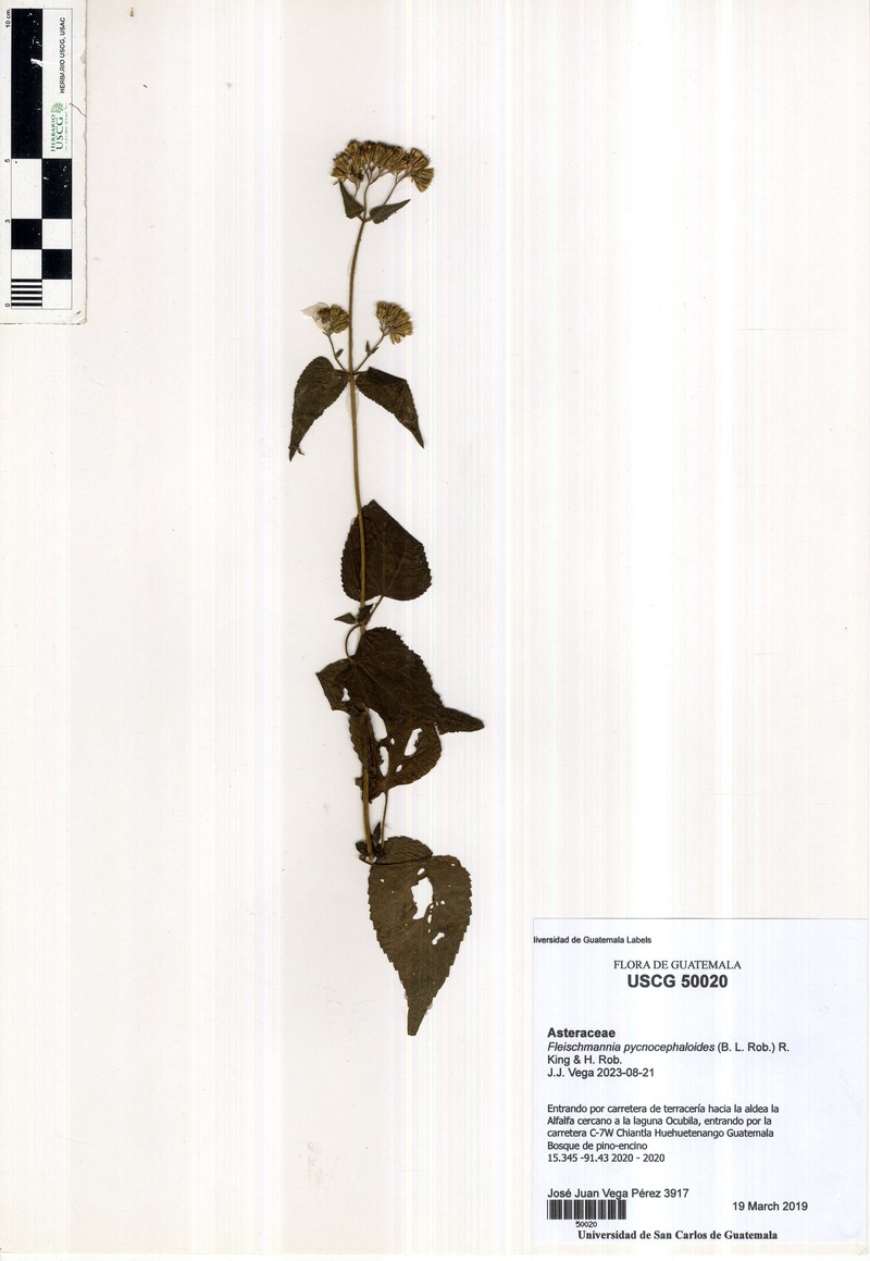 Fleischmannia pycnocephaloides photo 5