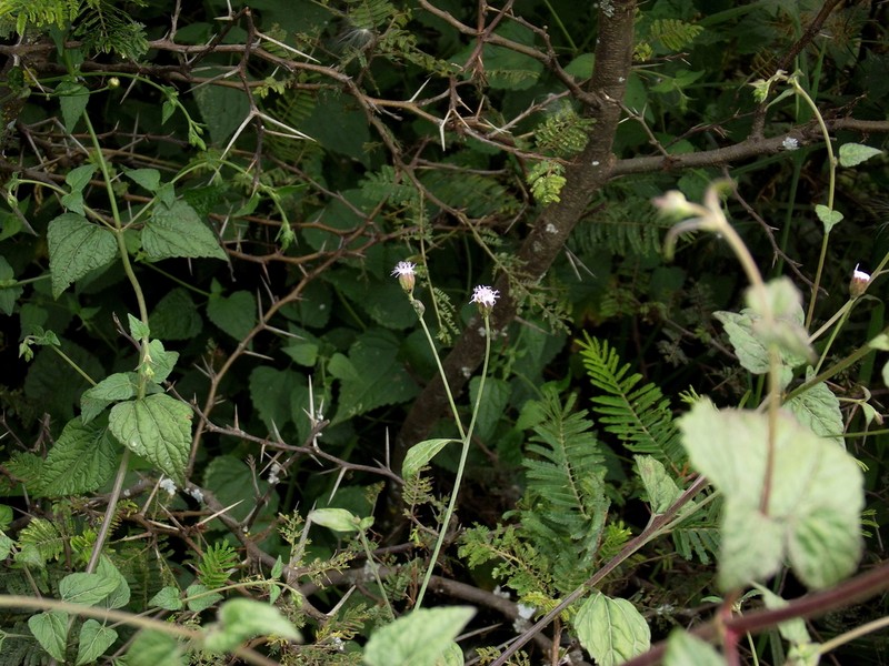 Fleischmannia quirozii