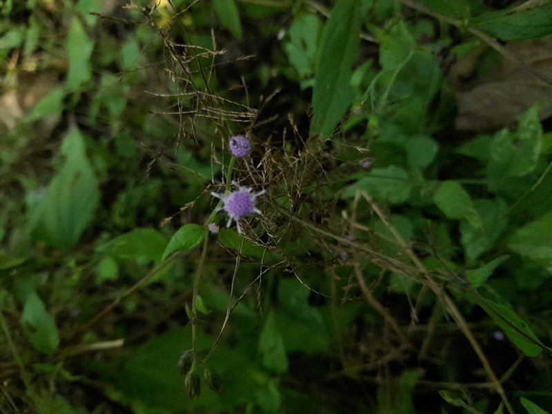 Fleischmannia quirozii photo 2