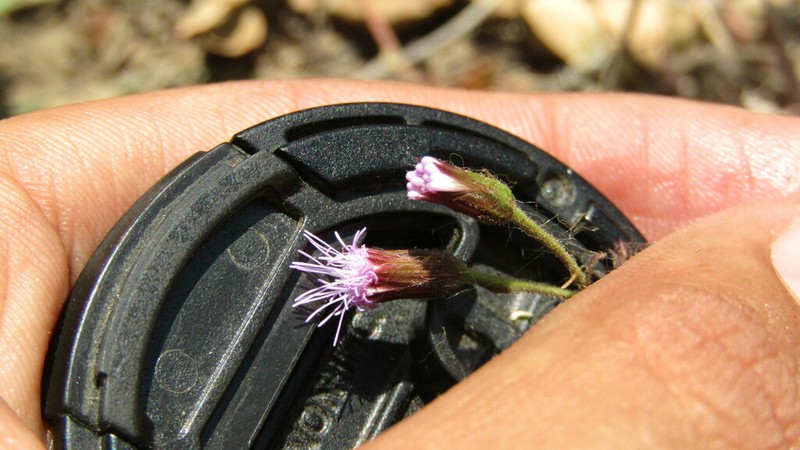 Fleischmannia quirozii photo 3
