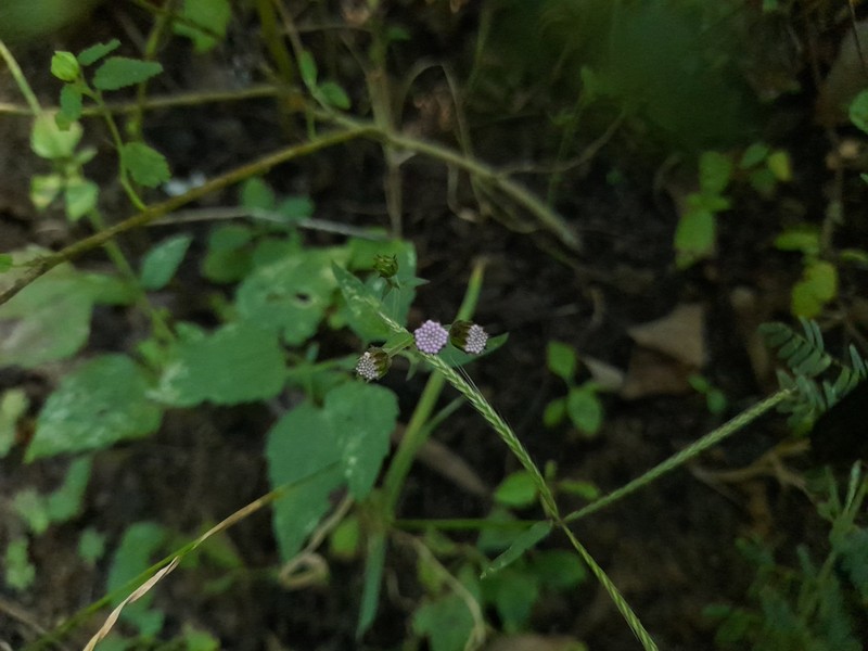 Fleischmannia quirozii photo 4