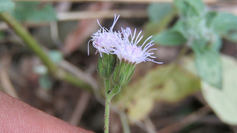 Fleischmannia quirozii photo 5