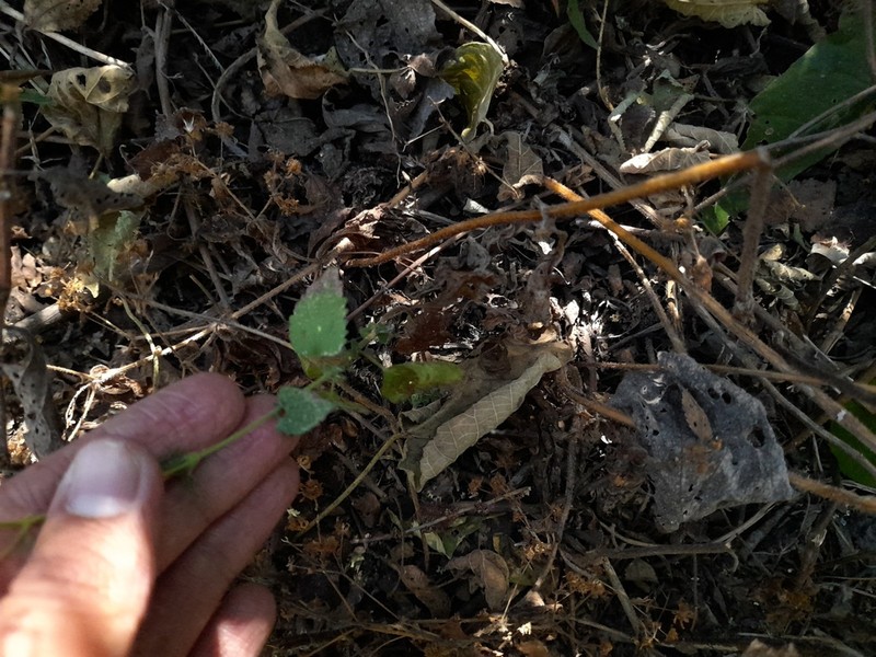 Fleischmannia quirozii photo 7