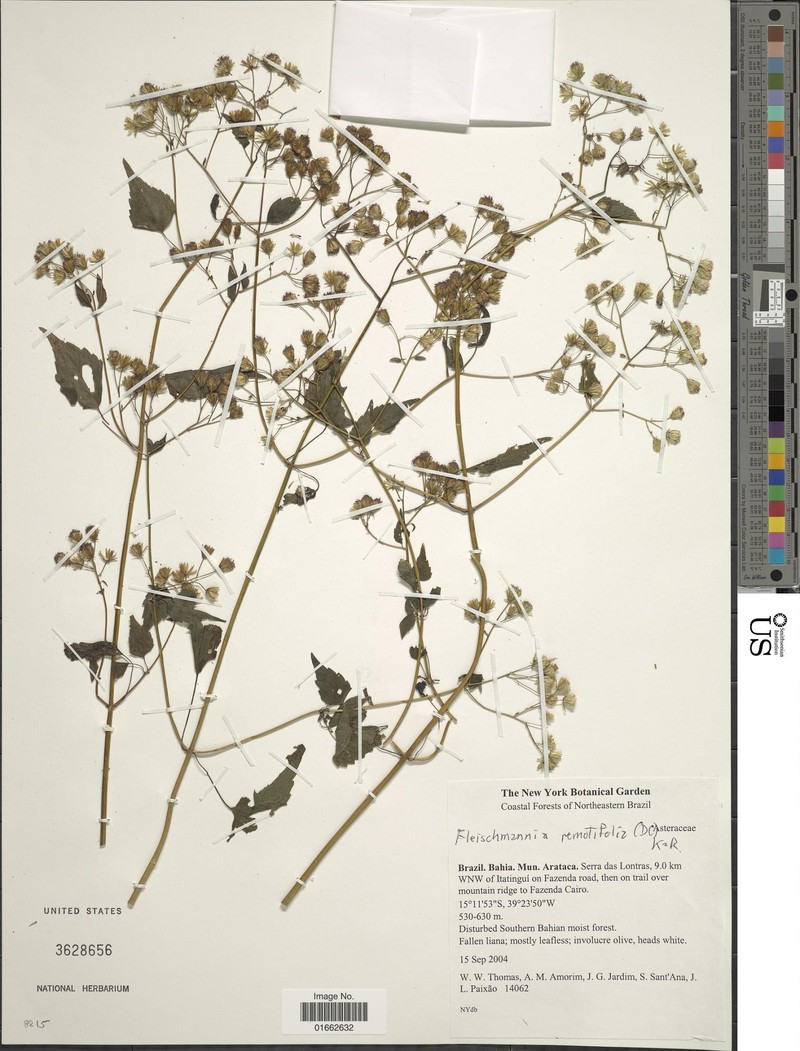Fleischmannia remotifolia