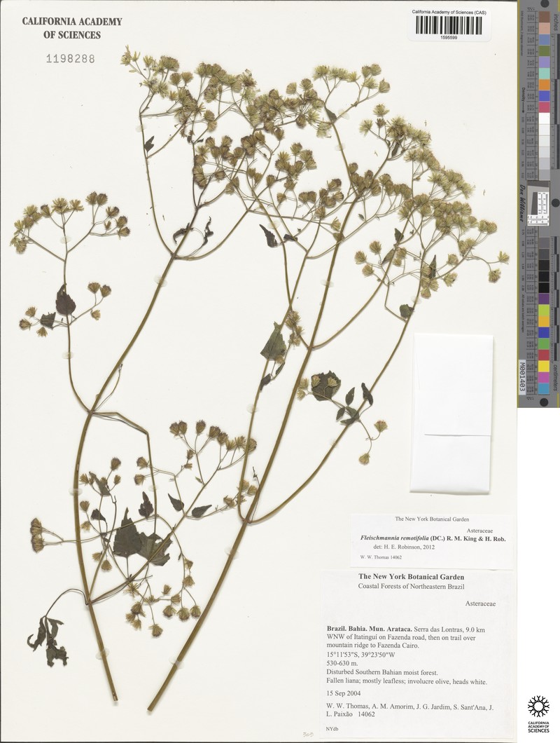 Fleischmannia remotifolia photo 2
