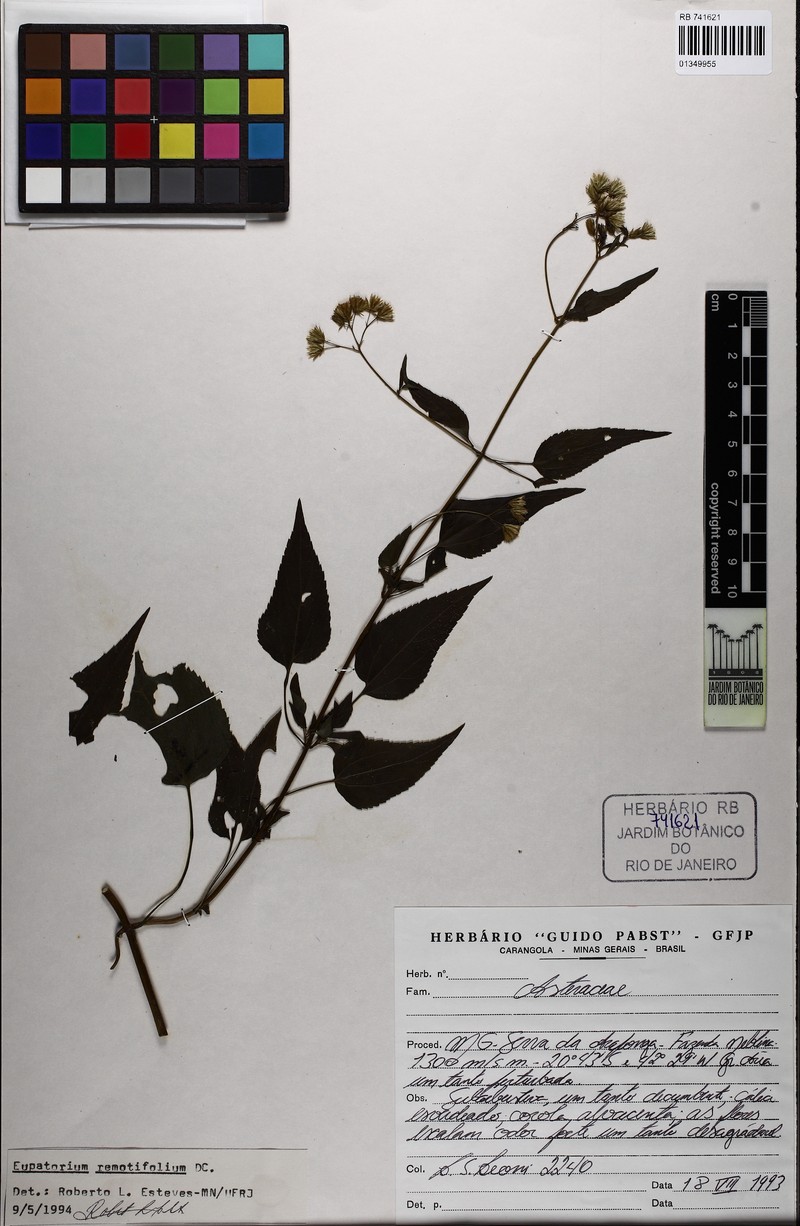 Fleischmannia remotifolia photo 3