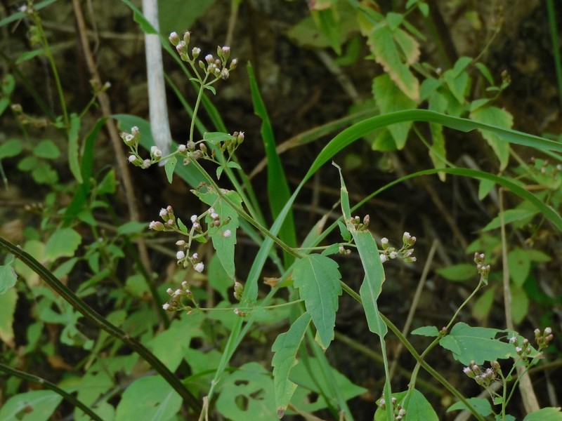 Fleischmannia schickendantzii photo 2