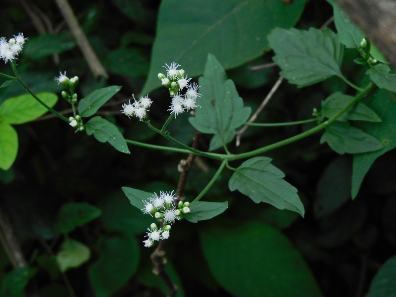 Fleischmannia schickendantzii photo 3