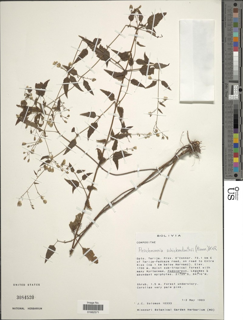 Fleischmannia schickendantzii photo 6