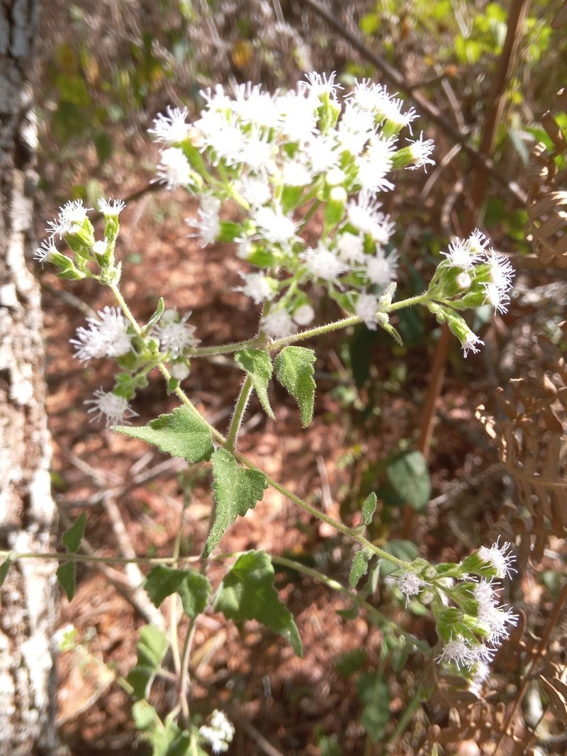 Fleischmannia seleriana