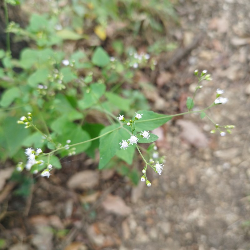 Fleischmannia seleriana photo 4