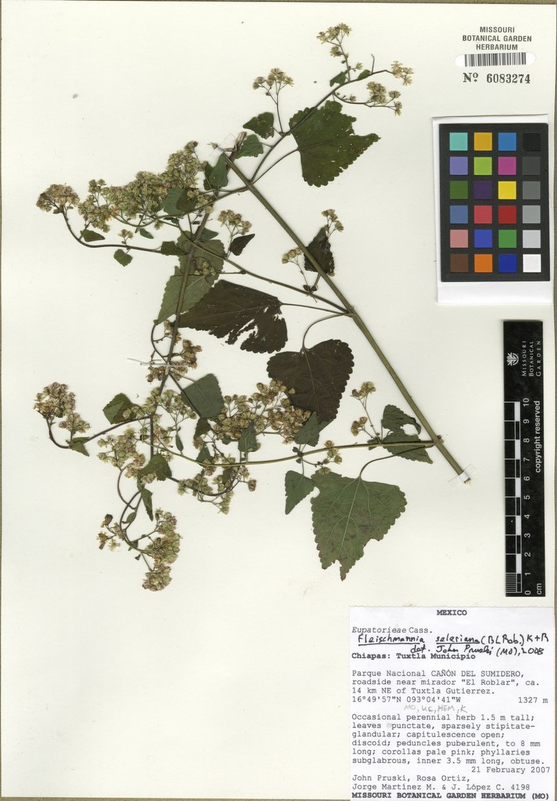Fleischmannia seleriana photo 5