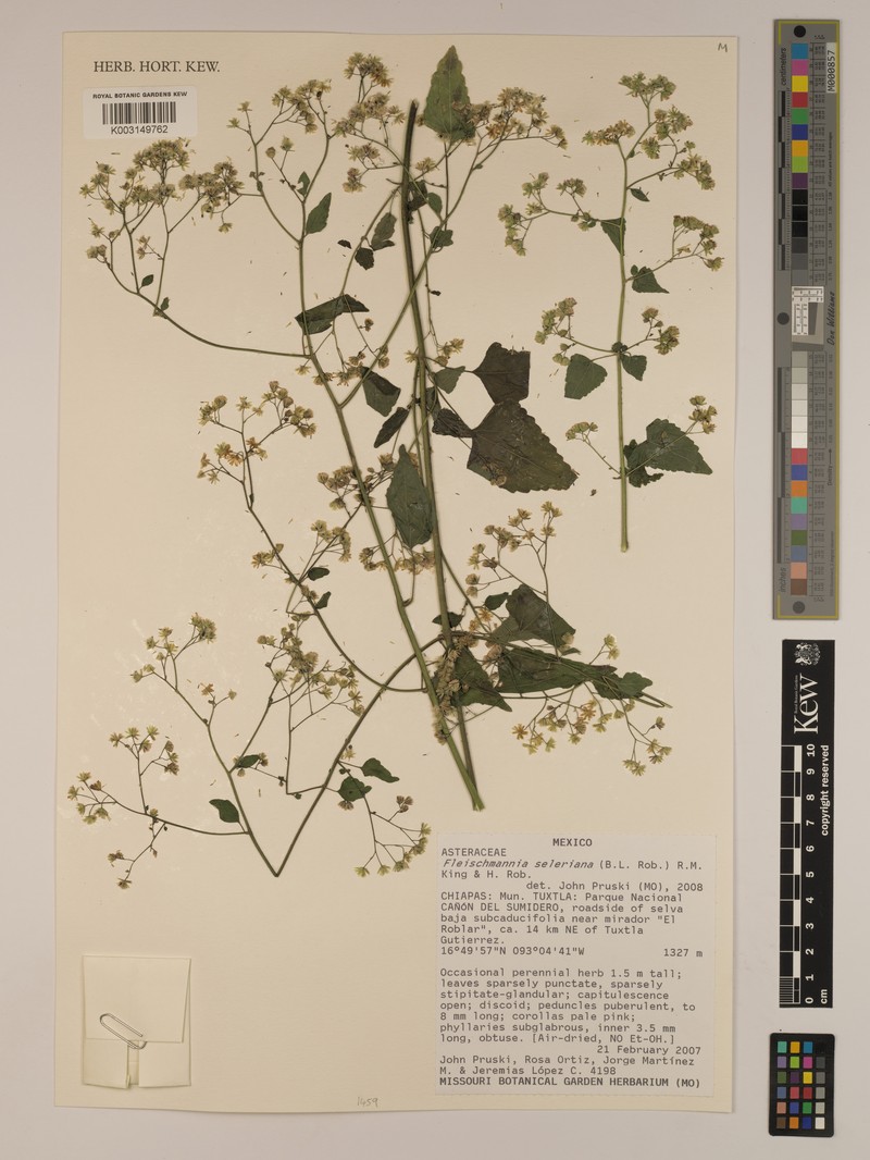 Fleischmannia seleriana photo 6