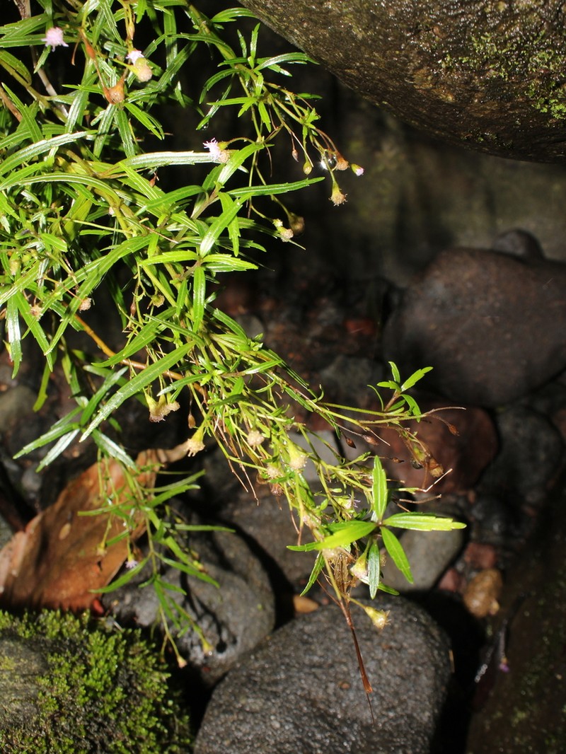 Fleischmannia sideritidis photo 2