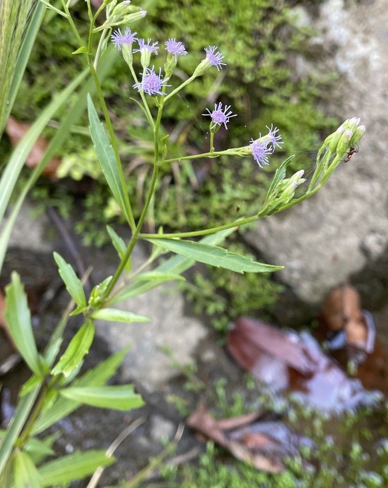 Fleischmannia sideritidis photo 3