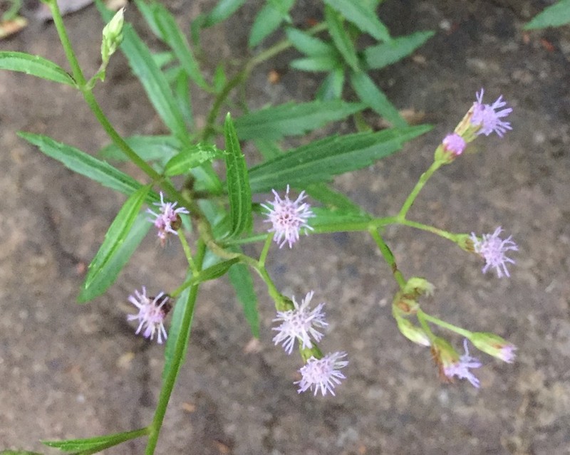 Fleischmannia sideritidis photo 4